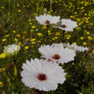 Monsonia speciosa